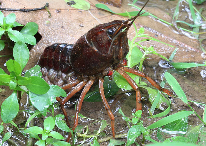 Crayfish